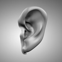 ear model